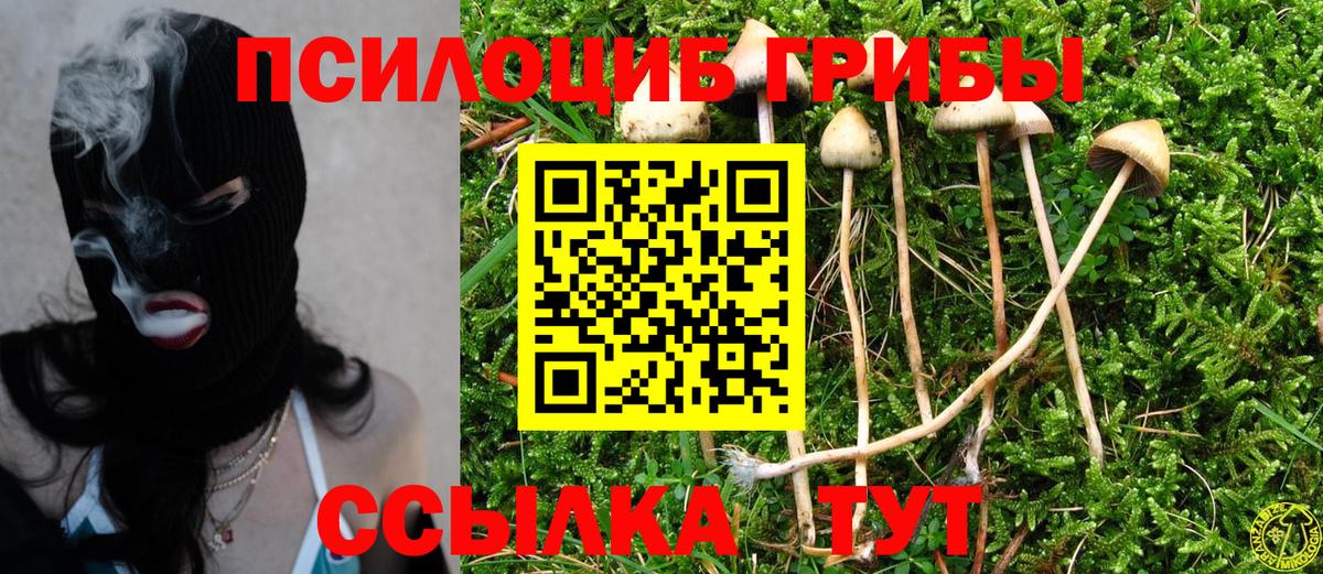 Углич  Псилоцибиновые грибы Psilocybe  Вход с VPN 